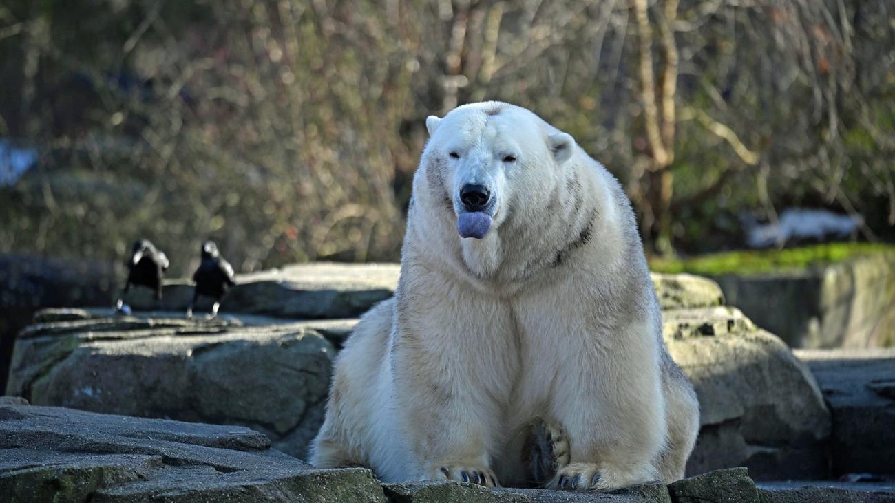 Statistik: Tierische Inventur im Zoo Hannover: 1.779 Tiere sind's