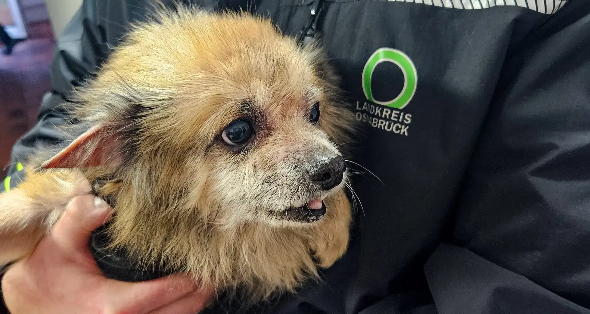 17 vernachlässigte Hunde aus Wohnung in Bad Rothenfelde gerettet