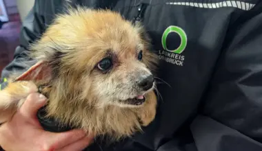 17 vernachlässigte Hunde aus Wohnung in Bad Rothenfelde gerettet