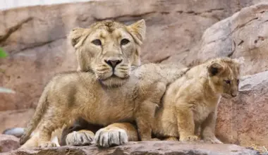 Im Nürnberger Tiergarten ist ein Löwen-Baby gestorben - vermutlich wurde es von der Mutter aufgefressen (Archivbild).