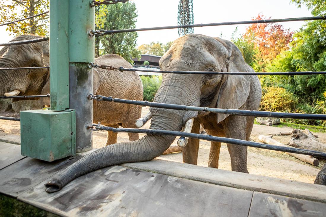 Die drei Afrikanischen Elefanten, Saiwa, Etosha und Daisy, leben seit Jahren im Duisburger Zoo. Nun steht ihnen ein Umzug bevor. 