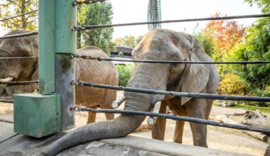 Zoo in NRW muss seine Elefantenherde abgeben – neue Gastro-Anlage entsteht