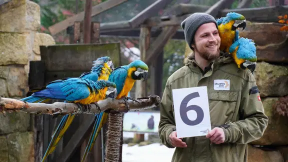 Tierpfleger Yule Müller mit den Gelbbrustaras.