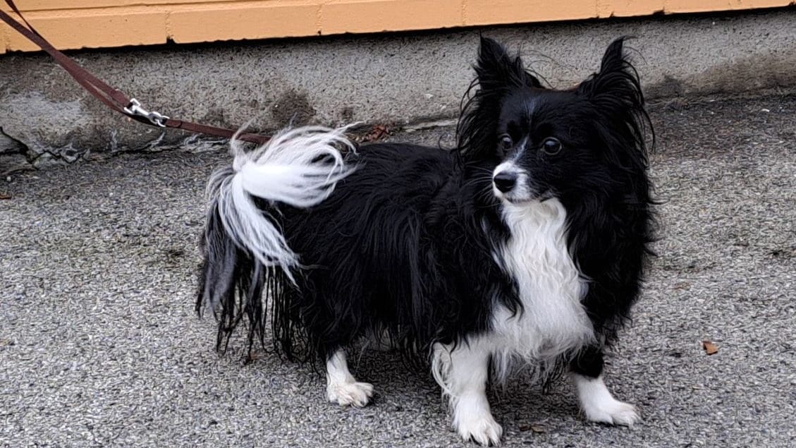 Herrenlose Hündin: Tierheim sucht jetzt nach Herrchen oder Frauchen.