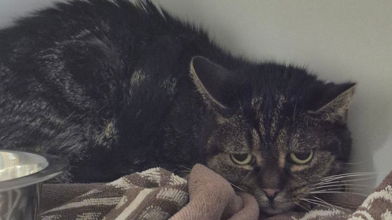 Katze Cleo: Das scheu Tier hat gesundheitliche Probleme und benötigt dringend Hilfe. Katze Cleo: Das scheu Tier hat gesundheitliche Probleme und benötigt dringend Hilfe.