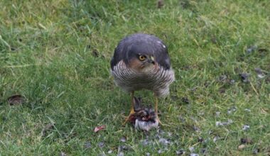 Rentnerin zückt im richtigen Moment die Kamera und fotografiert Naturspektakel