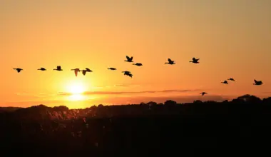 Schäden durch Wildgänse: Landesregierung erhöht Entschädigung