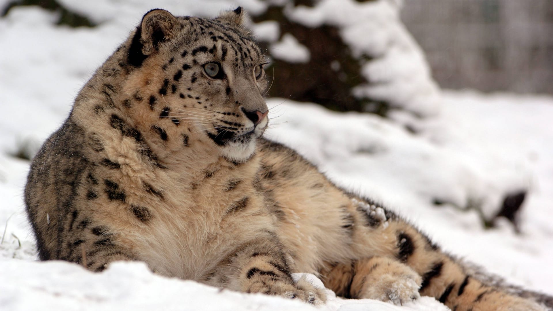 Schneeleopard im Tiergarten Nürnberg (Archivbild): Die Großkatze scheint den Winter zu genießen – während der Zoo für Besucher wegen Schneefall geschlossen bleibt. Schneeleopard im Tiergarten Nürnberg (Archivbild): Die Großkatze scheint den Winter zu genießen – während der Zoo für Besucher wegen Schneefall geschlossen bleibt.