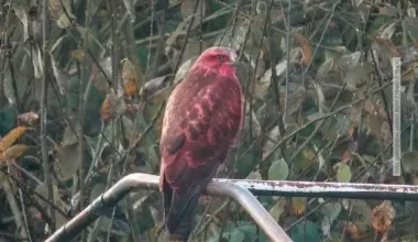 Roter Bussard kreist über Bonn – woher kommt die Farbe?