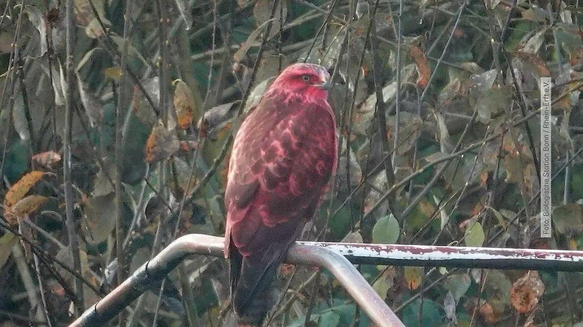Roter Bussard kreist über Bonn – woher kommt die Farbe?
