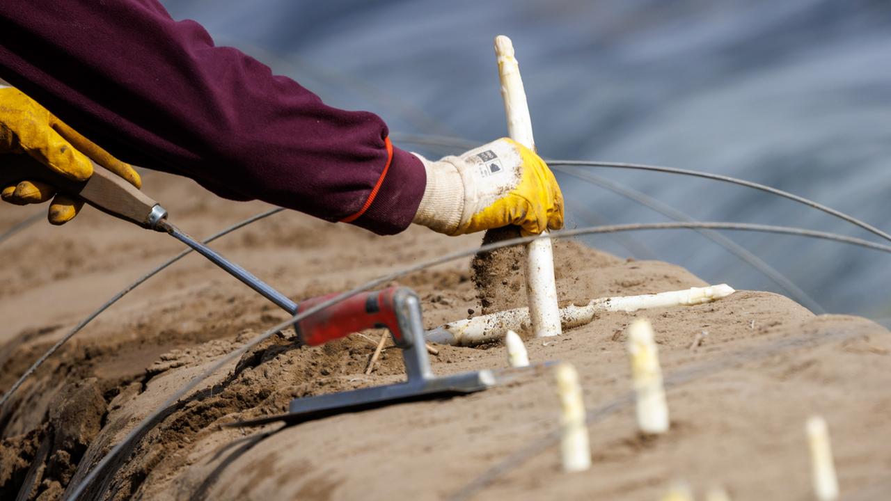 Antrag: CDU will Mindestlohn-Ausnahmen für Saisonarbeiter