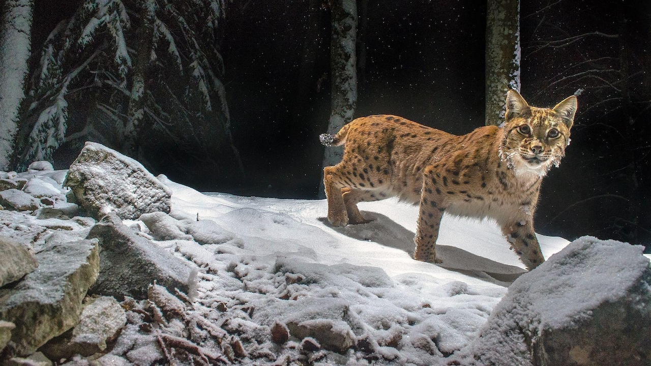 Vorschau: Luchs • Frankreich 2021