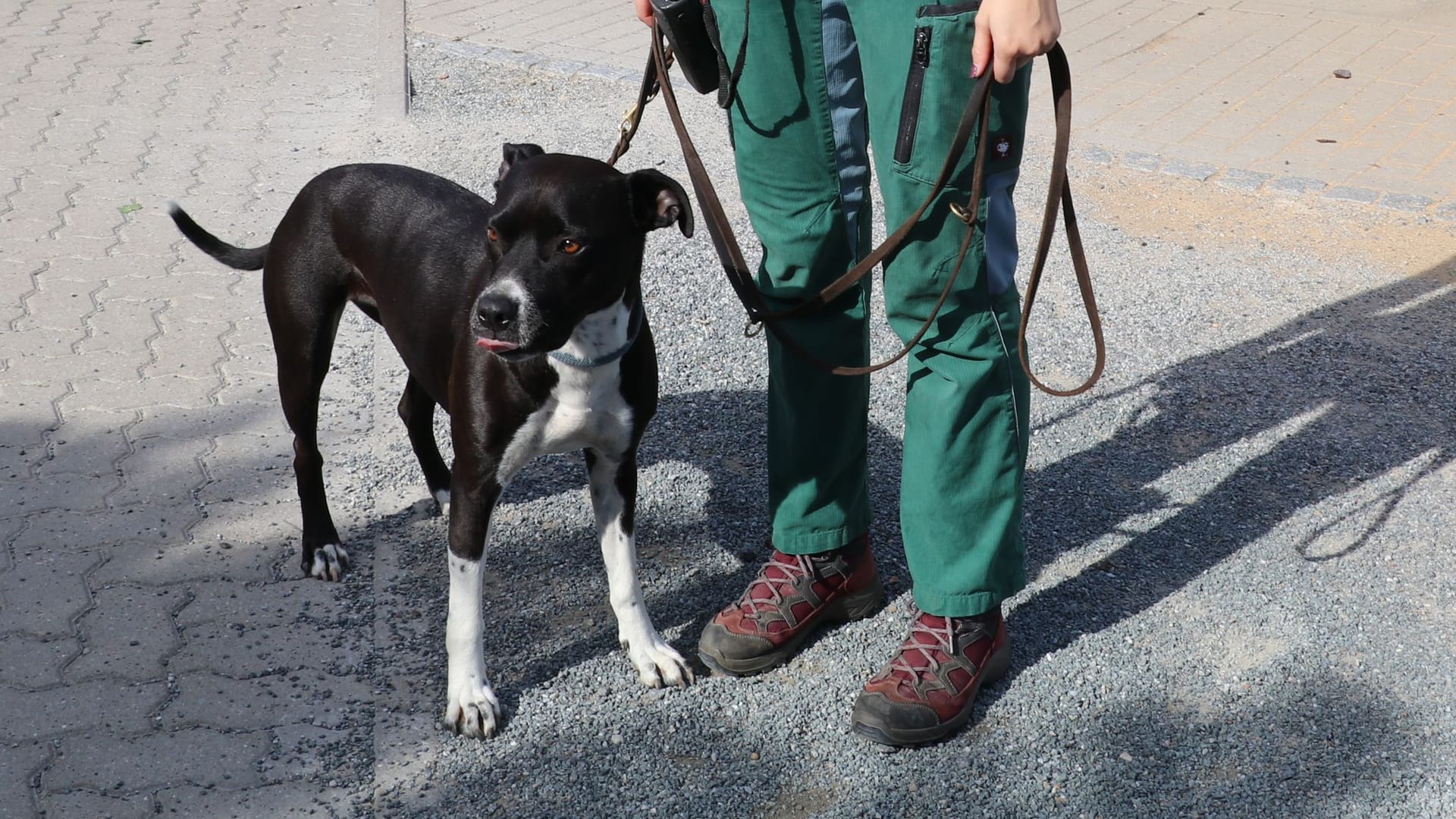 Emily Tierheim Hannnover