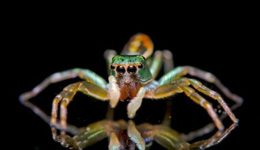 Leuchtende Natur • Frankreich 2024