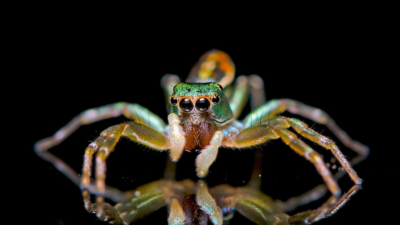 Leuchtende Natur • Frankreich 2024