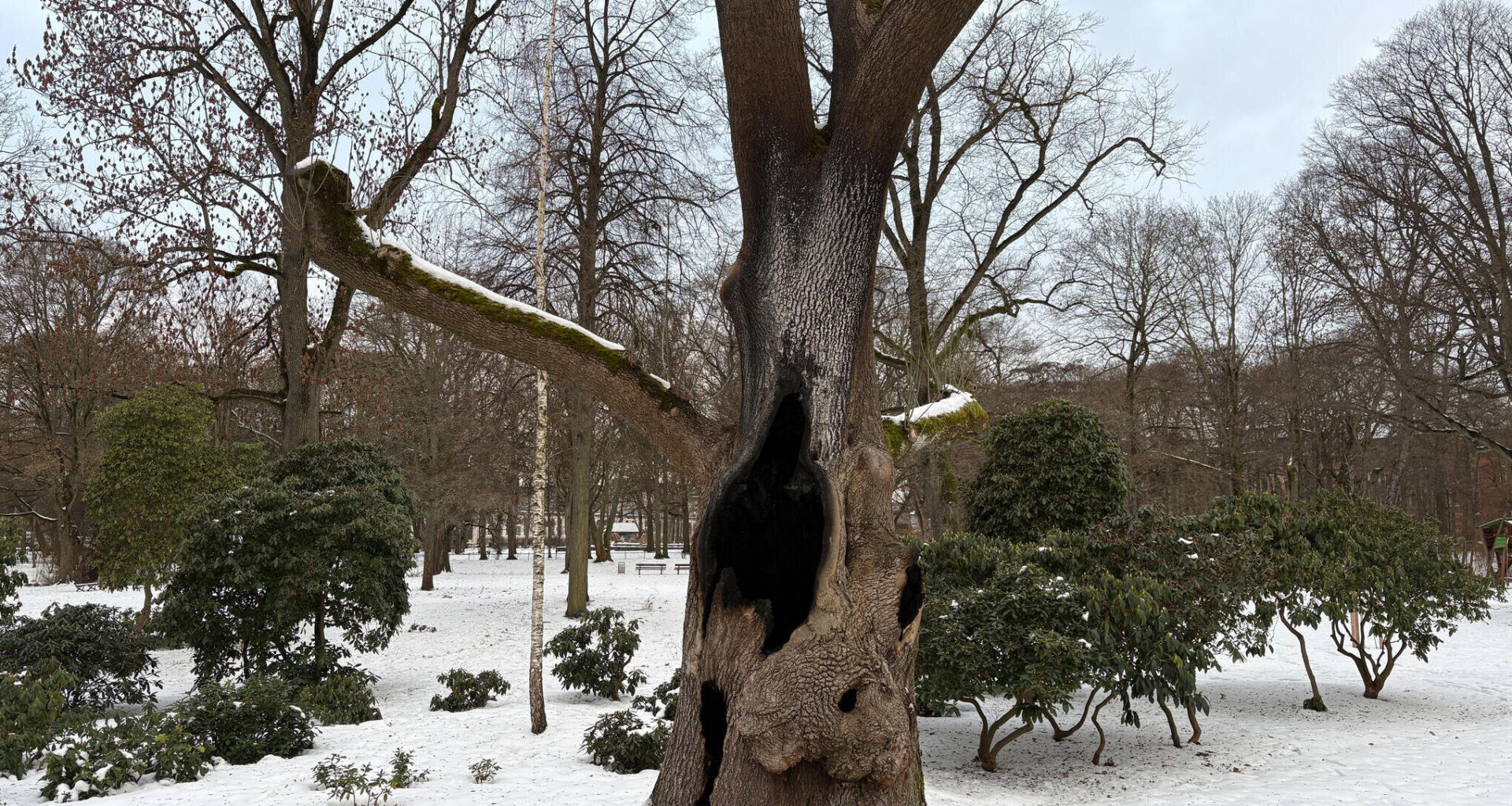 Markanter Baum auf Schloßteichinsel brennt erneut