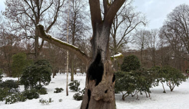 Markanter Baum auf Schloßteichinsel brennt erneut