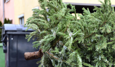 So werden Weihnachtsbäume in Chemnitz richtig entsorgt