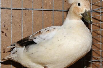 27. Steiner Chemnitztalschau in der Turnhalle Stein - Eine Zwergente mit Haube.