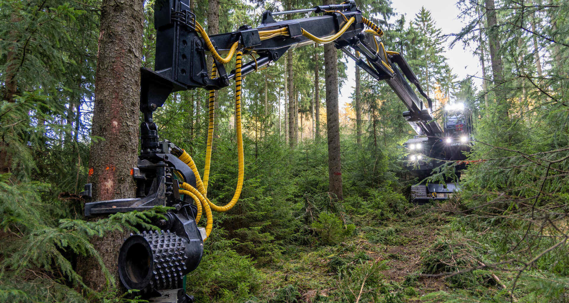 Achtung, Baum fällt! Gesperrte Wege im Chemnitzer Zeisigwald