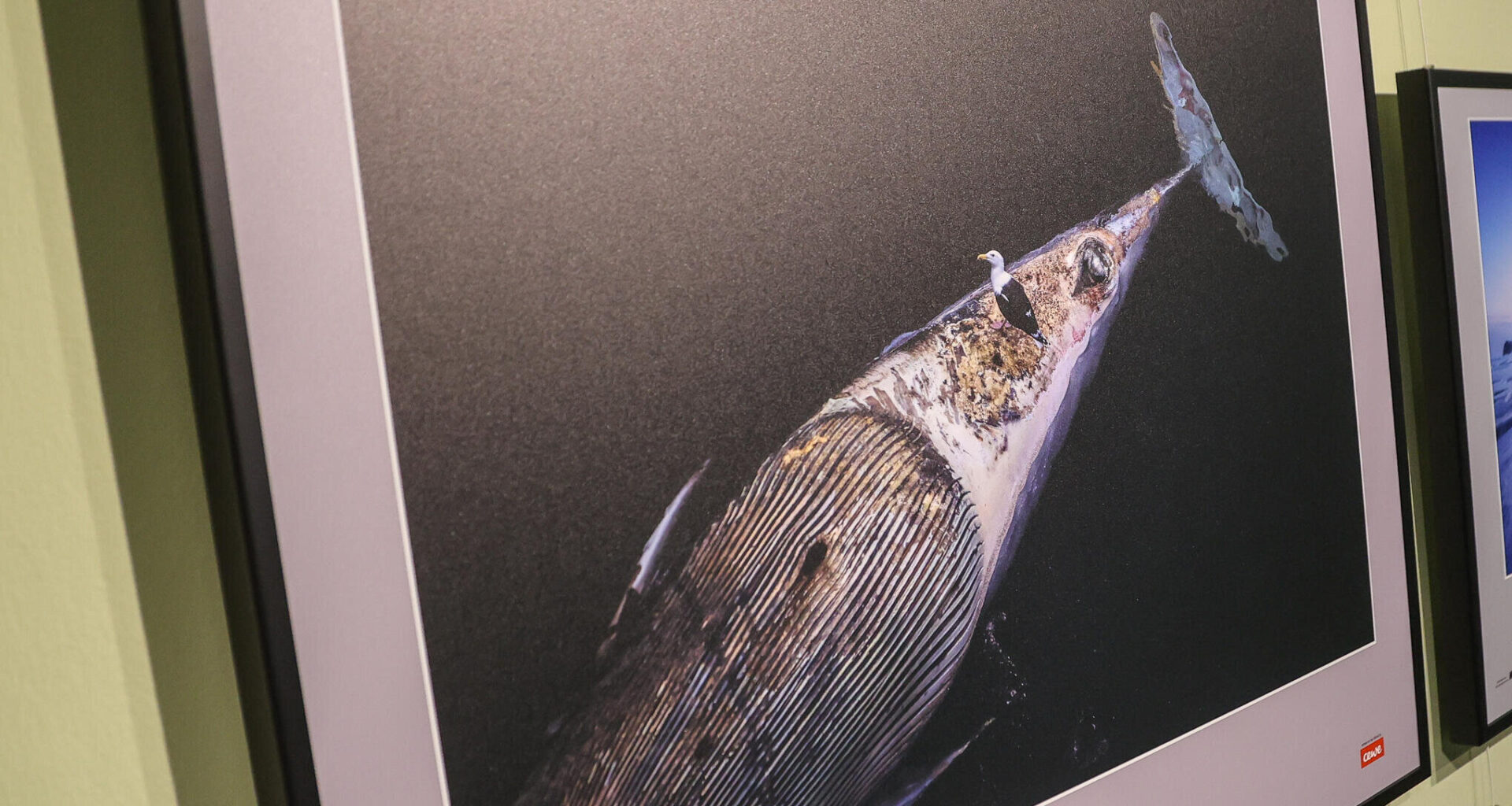 Ausstellung in Chemnitz zeigt preisgekrönte Naturfotografien