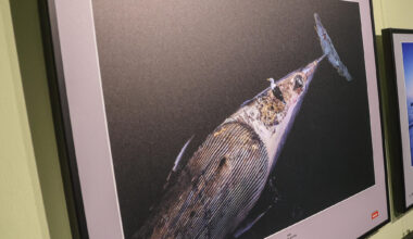 Ausstellung in Chemnitz zeigt preisgekrönte Naturfotografien