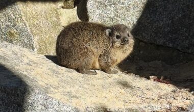 Historische Bärenanlage im Tierpark Chemnitz erstrahlt in neuem Glanz