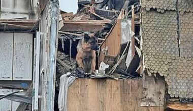 Tot geglaubt: Hund überlebt 32 Stunden in Brandruine | Regional