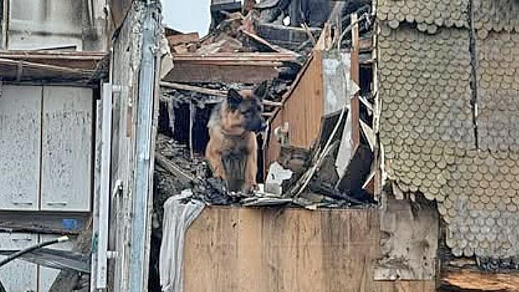 Tot geglaubt: Hund überlebt 32 Stunden in Brandruine | Regional