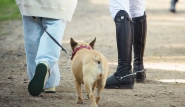 Senat - Hunde- und Zweitwohnungssteuer sollen in Hamburg steigen - Politik