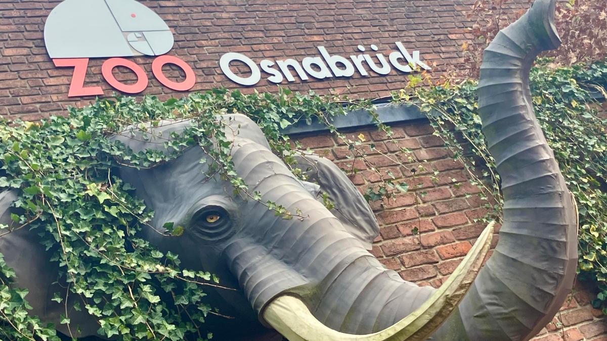 Zoo Osnabrück fällt im Besucherzahlen-Vergleich hinter Münster