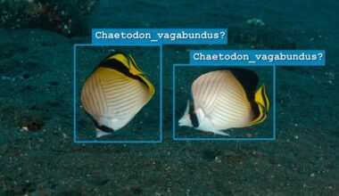 Wie Künstliche Intelligenz dem Meer helfen kann: Internationale Studie liefert ...