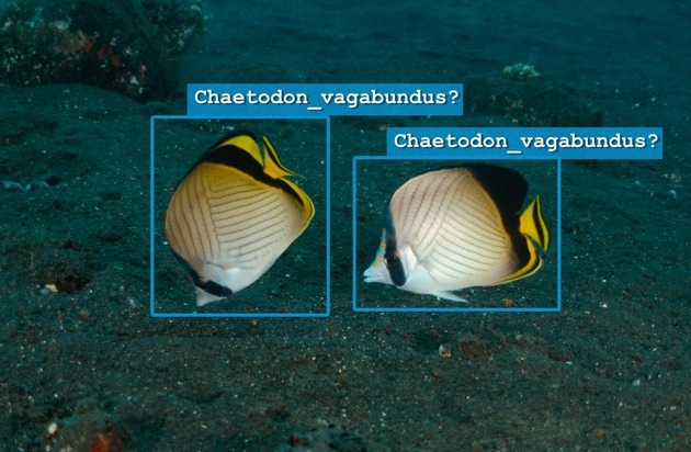 Wie Künstliche Intelligenz dem Meer helfen kann: Internationale Studie liefert ...