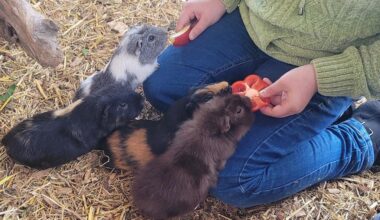 Tiertherapie für Kinder auf Augsburger Krümelhof