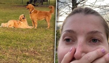 Was dann passiert, entsetzt sein Frauchen