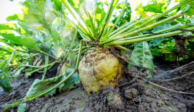 Südzucker aus Mannheim kämpft weiter mit niedrigen Zuckerpreisen