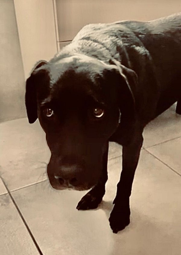 Familienhund Balou leidet entsetzlich unter der Böllerei an Silvester. - © Anna Ventker