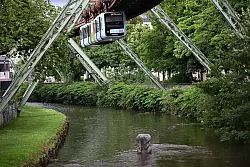 An den Sturz des kleinen Elefanten Tuffi aus der Schwebebahn erinnert eine Skulptur in der Wupper. (Archivbild) - © Federico Gambarini/dpa