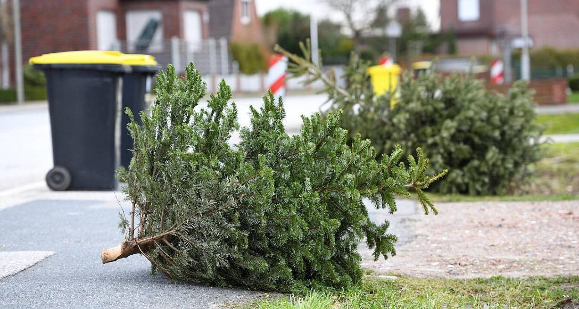 Hier entsorgen Sie Weihnachtsbäume im Altkreis Halle - Termine im Überblick | Haller Kreisblatt