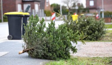 Hier entsorgen Sie Weihnachtsbäume im Altkreis Halle - Termine im Überblick | Haller Kreisblatt
