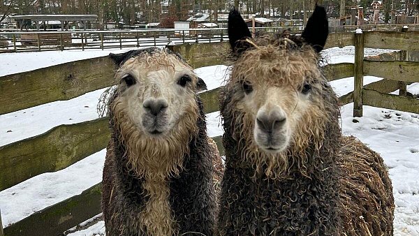 Die schönen Seiten des Winters: Mit dem dicken Fell ist der Schnee für die Tiere im Tierpark Herford gut auszuhalten. - © Tierpark Herford