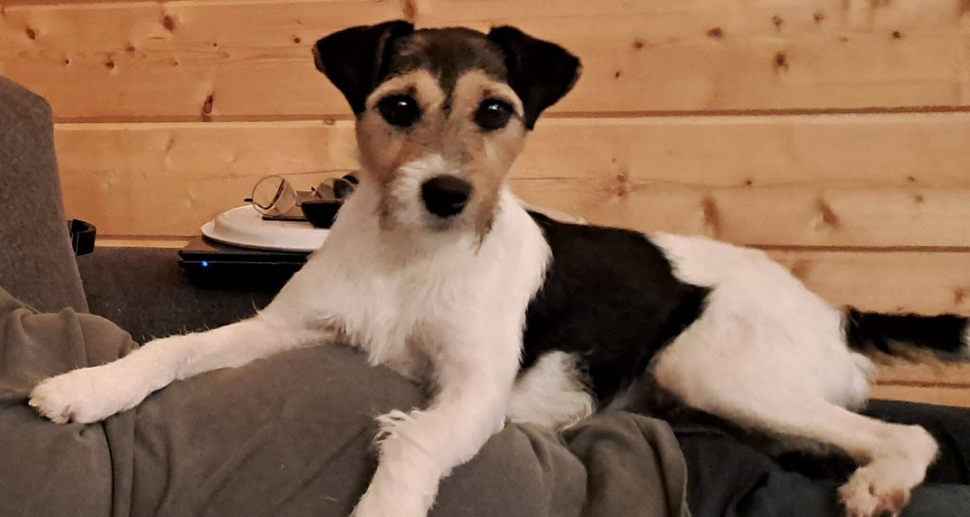 Suchaktion bei Minusgraden: Hündin wird seit zwei Tagen in Werther vermisst | Haller Kreisblatt