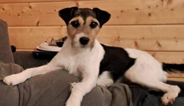 Suchaktion bei Minusgraden: Hündin wird seit zwei Tagen in Werther vermisst | Haller Kreisblatt