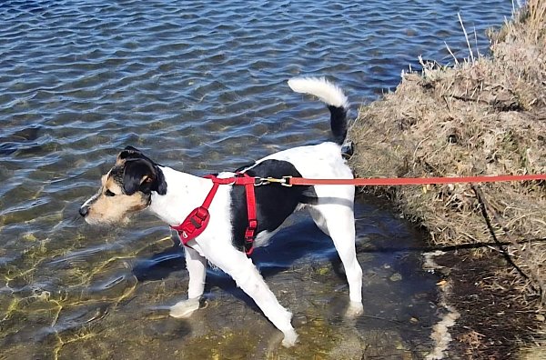 Saga trug Geschirr und Schleppleine, als sie Donnerstag weglief. - © Privat