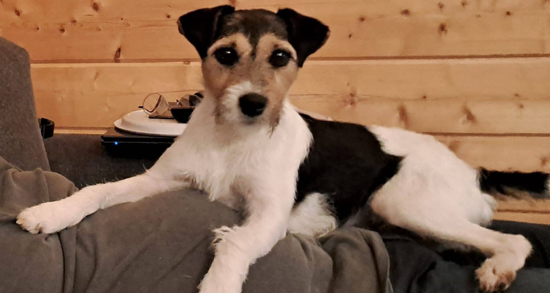 1.000 Euro Belohnung: Hündin aus Werther wird immer noch vermisst | Haller Kreisblatt