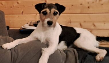 1.000 Euro Belohnung: Hündin aus Werther wird immer noch vermisst | Haller Kreisblatt