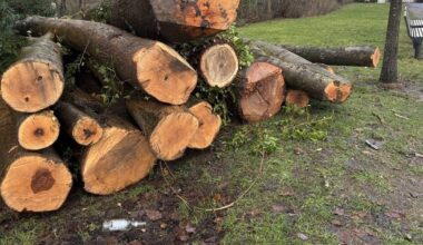 Bäume fallen an der Bielefelder Promenade: Kranke Gewächse weichen für mehr Sicherheit
