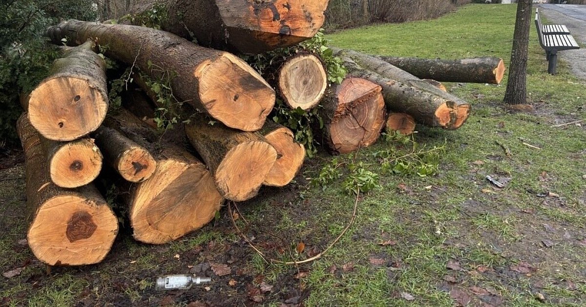 Bäume fallen an der Bielefelder Promenade: Kranke Gewächse weichen für mehr Sicherheit