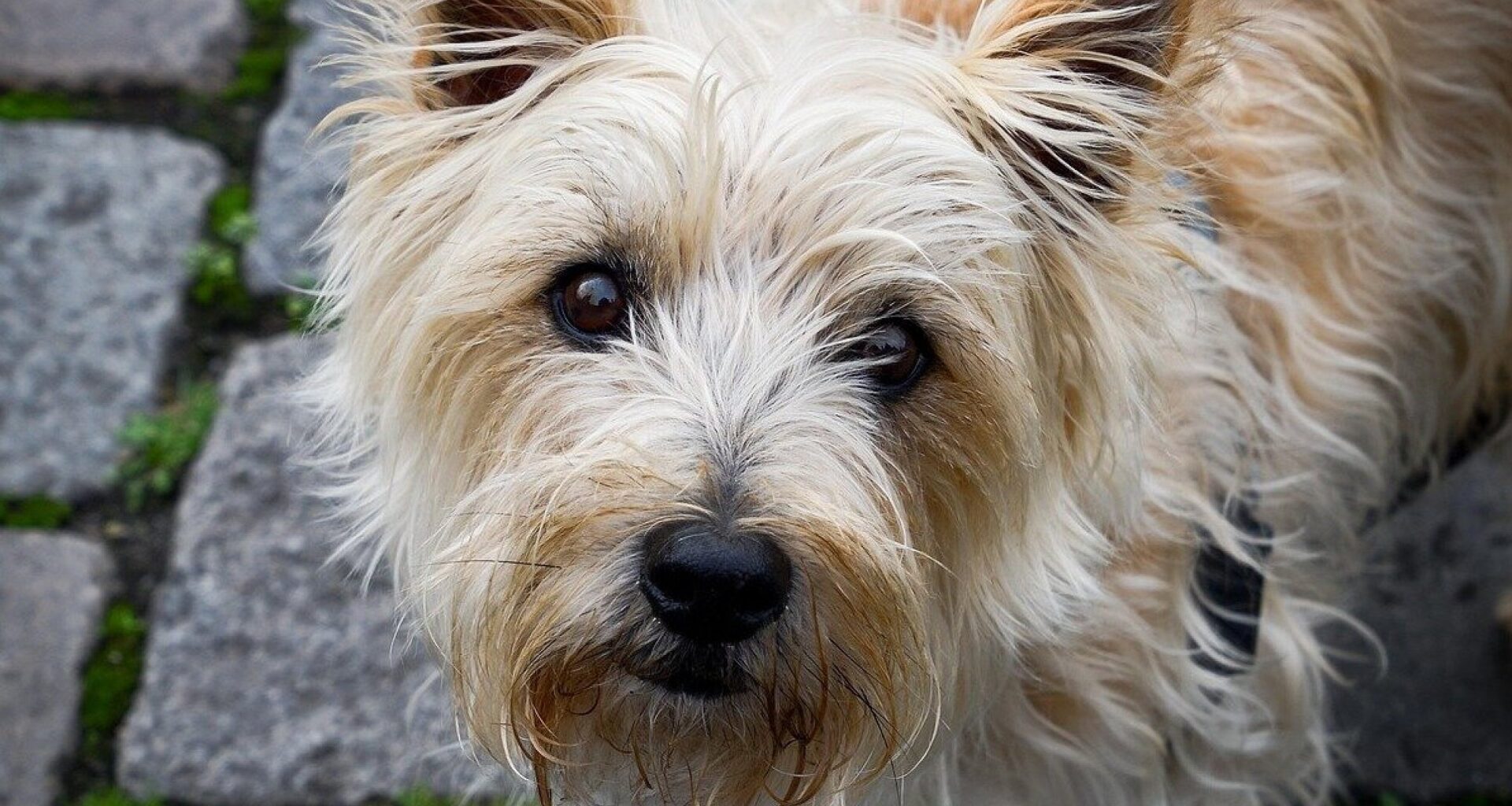 Noch mehr Hunde in Steinhagen: Diese Rassen sind besonders beliebt | Haller Kreisblatt