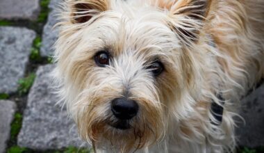 Noch mehr Hunde in Steinhagen: Diese Rassen sind besonders beliebt | Haller Kreisblatt